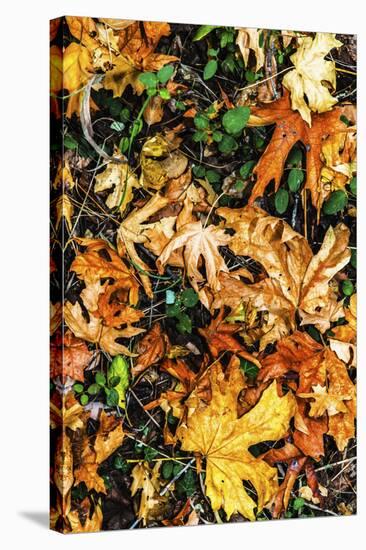Top View Close Up Of Colorful Dried Tree Leaves On The Forest Floor In Sonoma County-Ron Koeberer-Stretched Canvas