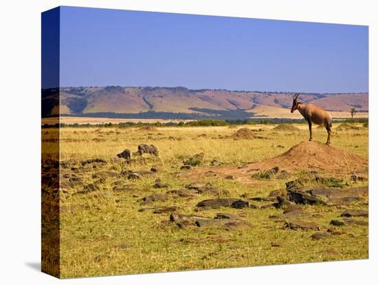 Topi Overlooking Landscape, Kenya-Joe Restuccia III-Premier Image Canvas
