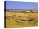 Topi Overlooking Landscape, Kenya-Joe Restuccia III-Premier Image Canvas