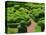 Topiary Garden at Chateau de Marqueyssac-David Burton-Premier Image Canvas