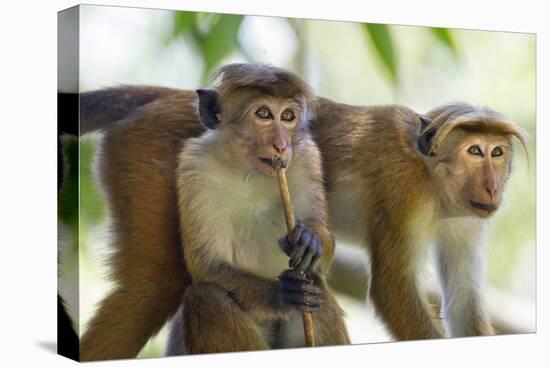 Toque Macaque (Macaca Sinica Sinica) Group Feeding in Garden, Sri Lanka-Ernie Janes-Premier Image Canvas