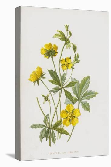 Tormentil and Cinquefoil (Chromolitho)-Frederick Edward Hulme-Premier Image Canvas