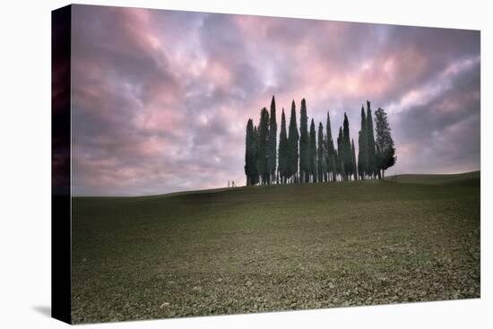 Torrenieri cypresses in Val d'Orcia with a pink sunrise, Val d'Orcia-Francesco Fanti-Premier Image Canvas