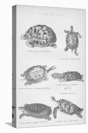 Tortoise, 1885-null-Premier Image Canvas