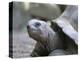 Tortoise, South Coast, Curieuse Island, Seychelles, Indian Ocean, Africa-Bruno Barbier-Premier Image Canvas