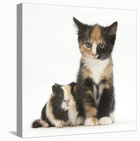 Tortoiseshell Kitten with Baby Tortoiseshell Guinea Pig-Mark Taylor-Premier Image Canvas