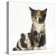 Tortoiseshell Kitten with Baby Tortoiseshell Guinea Pig-Mark Taylor-Premier Image Canvas