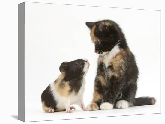 Tortoiseshell Kitten with Baby Tortoiseshell Guinea Pig-Mark Taylor-Premier Image Canvas