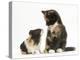 Tortoiseshell Kitten with Baby Tortoiseshell Guinea Pig-Mark Taylor-Premier Image Canvas