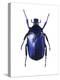 Torynorrhina Flower Beetle-Lawrence Lawry-Premier Image Canvas