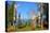 Totem's Poles in Stanley Park-null-Stretched Canvas