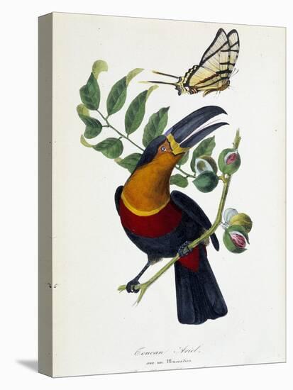 Toucan Ariel on a Muscadier and Butterfly Protesilas - in “” Le Jardin Des Plantes: Complete Histor-Unknown Artist-Premier Image Canvas
