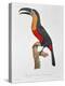 Toucan: Great Red-Bellied by Jacques Barraband-Jacques Barraband-Premier Image Canvas