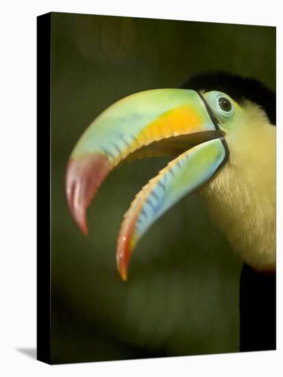 Toucan, La Paz, Costa Rica-Rob Sheppard-Premier Image Canvas