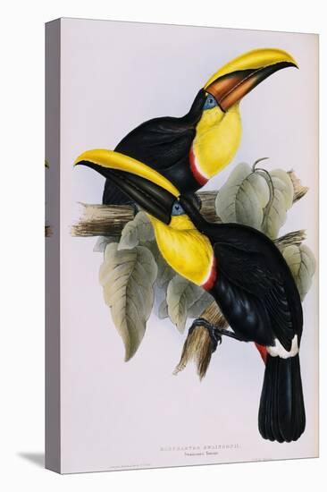 Toucan Lithograph From Gould Book of Toucans-Stapleton Collection-Premier Image Canvas