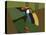 Toucan Luke-Belen Mena-Premier Image Canvas