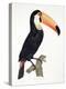 Toucan No.2, History of the Birds of Paradise by Francois Levaillant, Engraved by J.L. Peree-Jacques Barraband-Premier Image Canvas