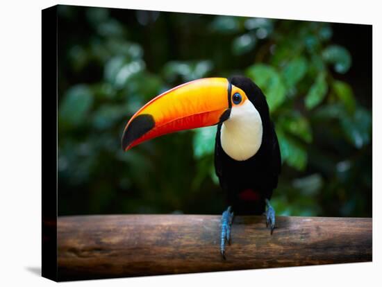 Toucan on the Branch in Tropical Forest of Brazil-SJ Travel Photo and Video-Premier Image Canvas