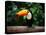 Toucan on the Branch in Tropical Forest of Brazil-SJ Travel Photo and Video-Premier Image Canvas