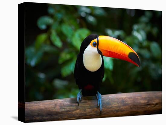 Toucan on the Branch in Tropical Forest of Brazil-SJ Travel Photo and Video-Premier Image Canvas