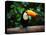 Toucan on the Branch in Tropical Forest of Brazil-SJ Travel Photo and Video-Premier Image Canvas