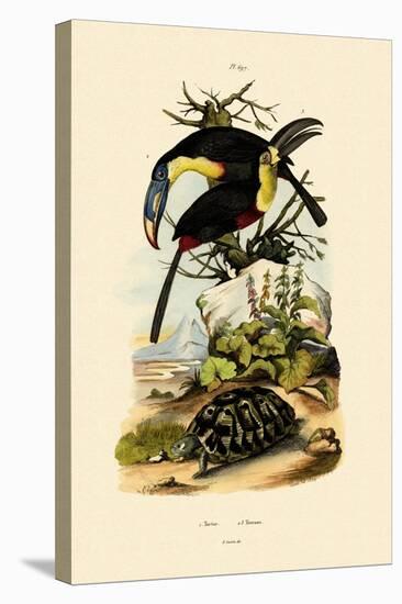 Toucans, 1833-39-null-Premier Image Canvas