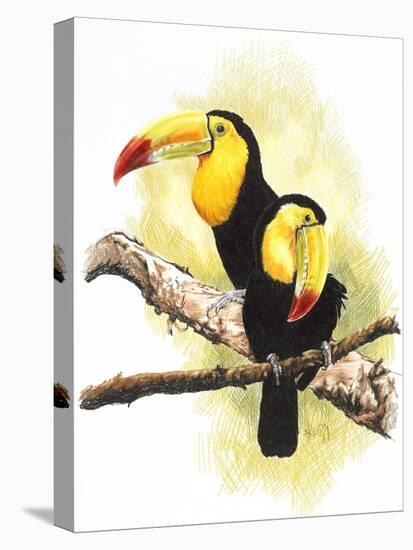 Toucans-Barbara Keith-Premier Image Canvas