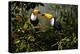 Toucans-Michael Jackson-Premier Image Canvas