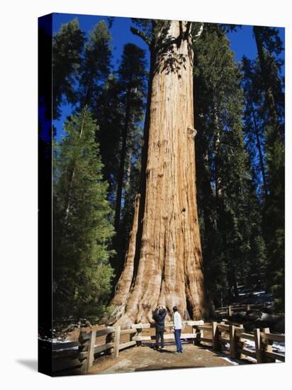 Tourists Dwarfed by the General Sherman Sequoia Tree, Sequoia National Park, California, USA-Kober Christian-Premier Image Canvas