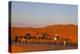 Tourists on Camel Safari, Sahara Desert, Merzouga, Morocco, North Africa, Africa-Doug Pearson-Premier Image Canvas