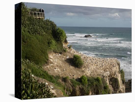 Tourists on viewing platform looking at gannet bird colony, Muriwai Beach, Auckland, North Islan...-null-Premier Image Canvas