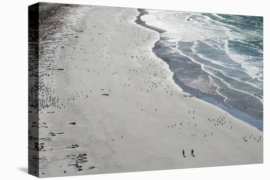 Tourists walking between a huge numbers of Long-tailed gentoo penguins (Pygoscelis papua), Saunders-Michael Runkel-Premier Image Canvas