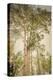 Towering Aspens 1-Debra Van Swearingen-Premier Image Canvas