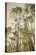 Towering Aspens 2-Debra Van Swearingen-Premier Image Canvas