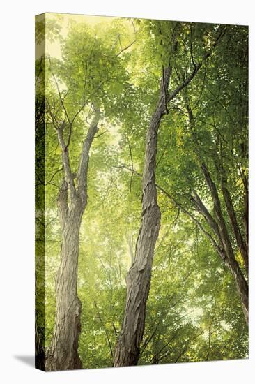 Towering Maples II-Elizabeth Urquhart-Stretched Canvas