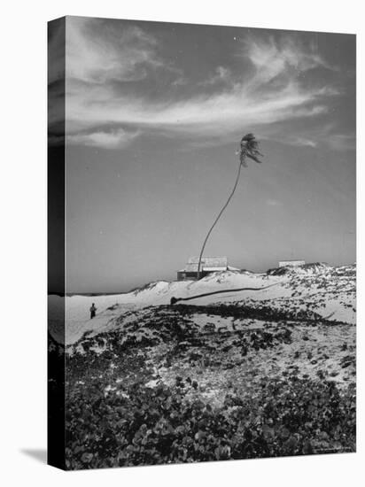 Towering Palm Tree Swayed by Wind as It Stands Next to House on Sandy Beach in Desolate Area-Eliot Elisofon-Premier Image Canvas