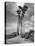 Towering Palm Trees Line Dirt Road as They Dwarf a Native Family Traveling on Foot-Eliot Elisofon-Premier Image Canvas