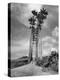 Towering Palm Trees Line Dirt Road as They Dwarf a Native Family Traveling on Foot-Eliot Elisofon-Premier Image Canvas