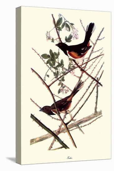 Towhee-John James Audubon-Premier Image Canvas
