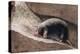 Townsend Mole-Louis Agassiz Fuertes-Premier Image Canvas