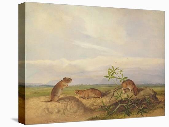 Townsend's Meadow Mouse, Meadow Vale and Swamp Rice Rat (Or Rice Meadow House)-John Woodhouse Audubon-Premier Image Canvas