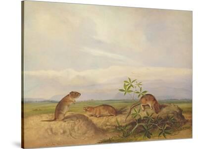 John Woodhouse Audubon、「WOOD RAT」