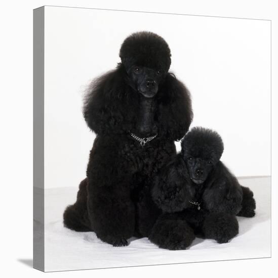 Toy Poodle Dog with Puppy-null-Premier Image Canvas