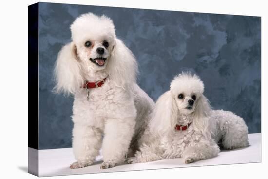Toy Poodle Dogs-null-Premier Image Canvas