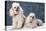 Toy Poodle Dogs-null-Premier Image Canvas