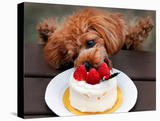 Toy Poodle Eats a Special Christmas Cake Made from Rice Powder and Natural Honey in Tokyo-null-Premier Image Canvas