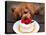 Toy Poodle Eats a Special Christmas Cake Made from Rice Powder and Natural Honey in Tokyo-null-Premier Image Canvas