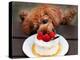 Toy Poodle Eats a Special Christmas Cake Made from Rice Powder and Natural Honey in Tokyo-null-Premier Image Canvas