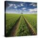 Trace & Trees-Carsten Meyerdierks-Stretched Canvas