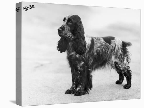 Tracey Witch of Ware Crufts, Best in Show, 1948 and 1950-Thomas Fall-Premier Image Canvas